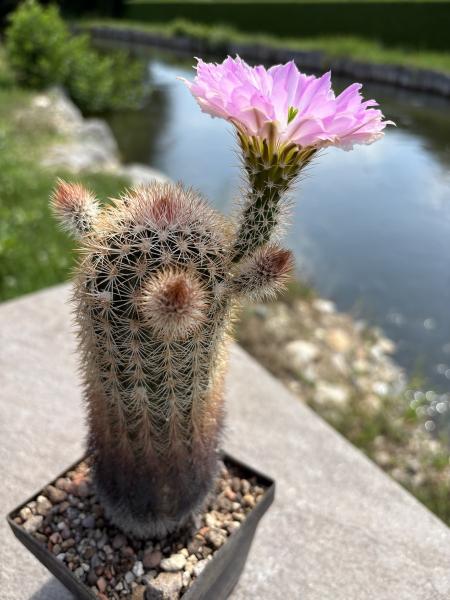 Echinocereus websterianus